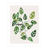 Monstera Obliqua Plant (Print Only) thumbnail