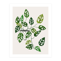 Monstera Obliqua Plant (Print Only)
