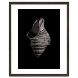 Shells No 2 thumbnail