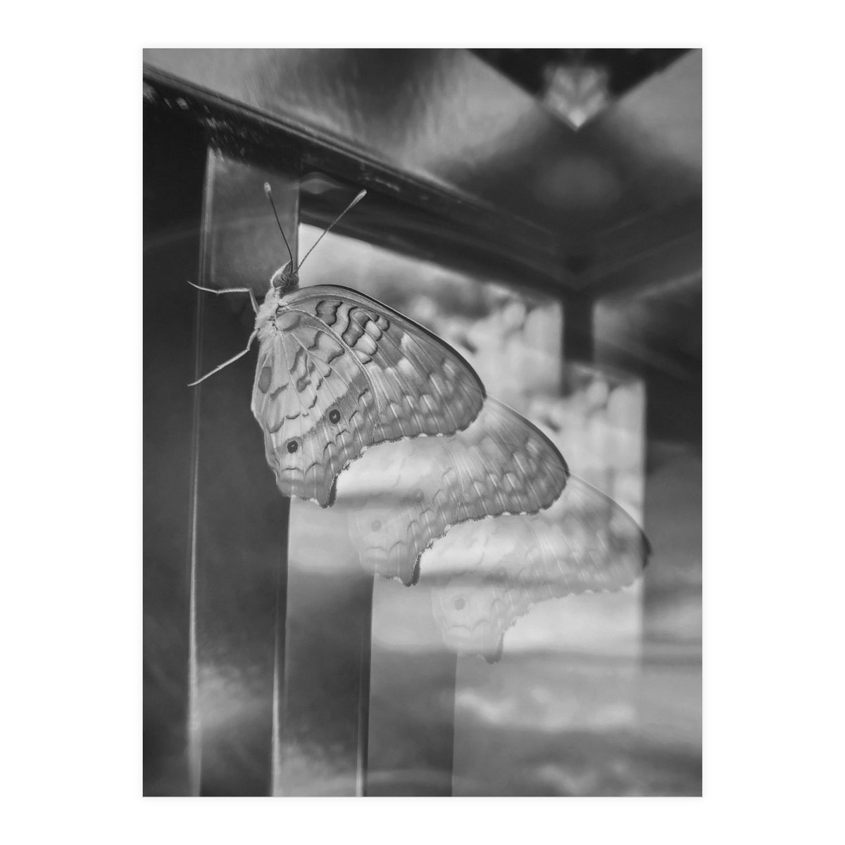 Evolving | Black & White (Print Only)