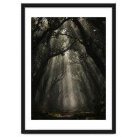 Enchanted Canopy: Mystical Forest Path