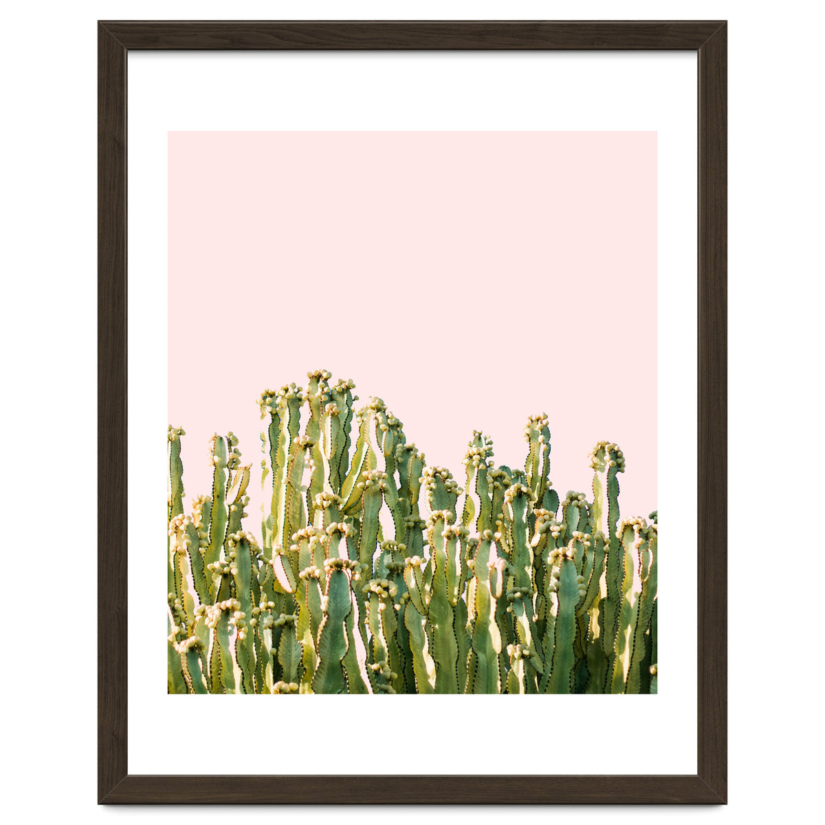 Cactus Blush #society6 #decor #buyart