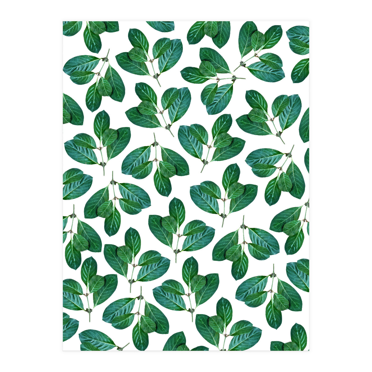 Lemon Leaf (Print Only)