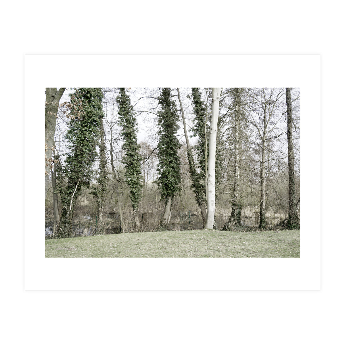Sole white birch in the trees (Print Only)