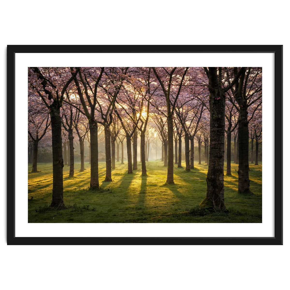 Blooming cherry trees in soft morning light