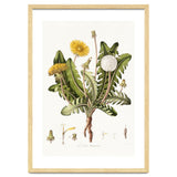 William Curtis – Dandelion (1777–1798) thumbnail