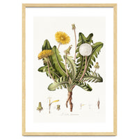 William Curtis – Dandelion (1777–1798)
