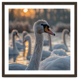 Close Up Of Swan With Water Droplets At Sunrise thumbnail