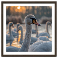 Close Up Of Swan With Water Droplets At Sunrise
