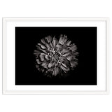 Backyard Flowers In Black And White No 79 thumbnail