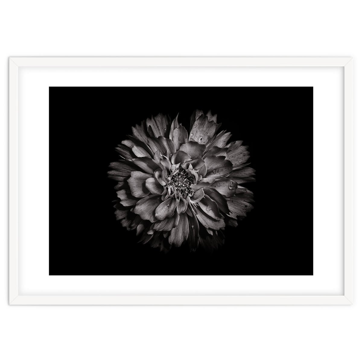 Backyard Flowers In Black And White No 79