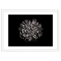 Backyard Flowers In Black And White No 79