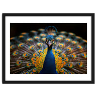 Close Up Peacock Displaying Its Feathers
