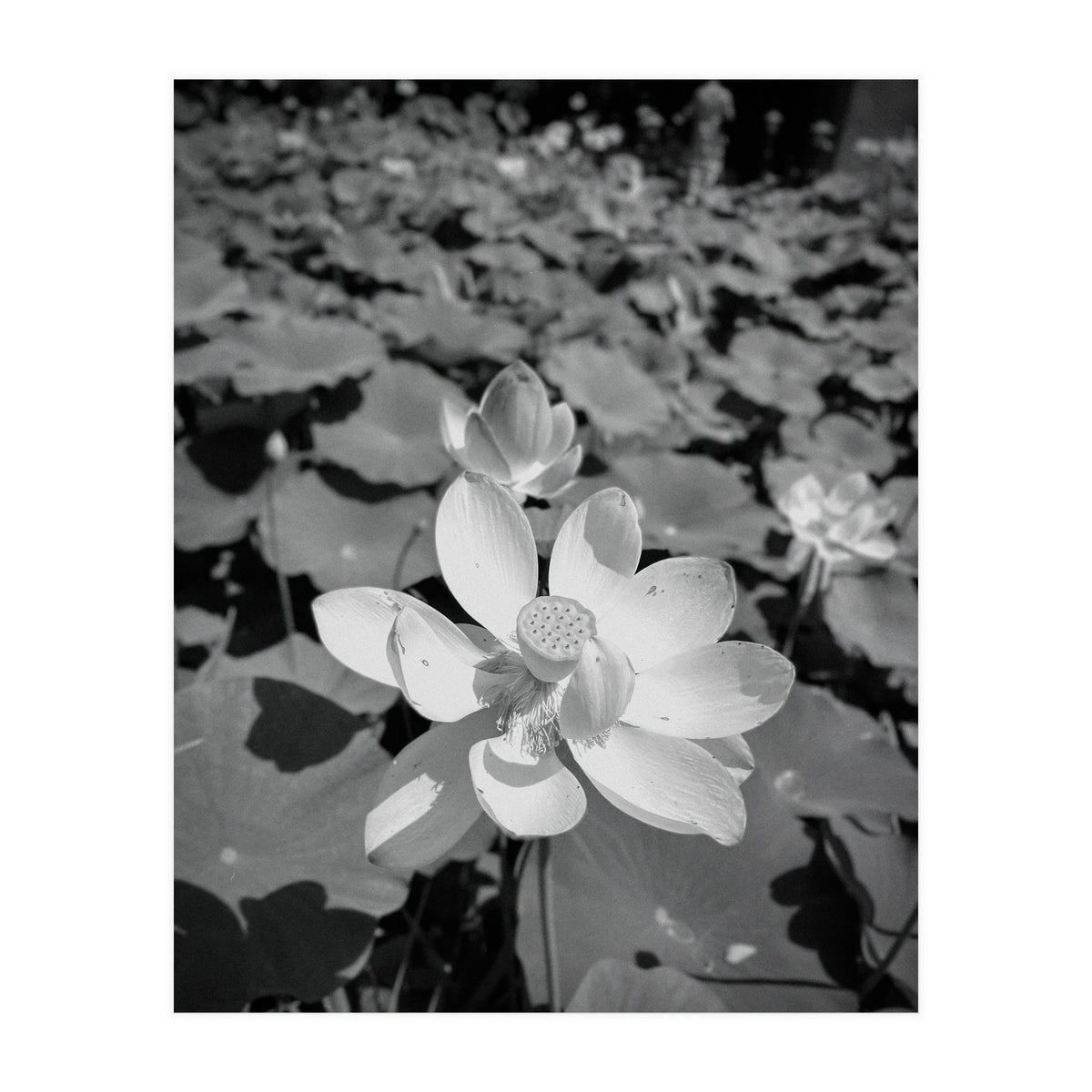 Hylas | Black & White (Print Only)