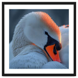 Close Up Of A White Swan With Water Droplets thumbnail