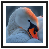 Close Up Of A White Swan With Water Droplets