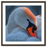 Close Up Of A White Swan With Water Droplets thumbnail