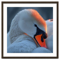 Close Up Of A White Swan With Water Droplets