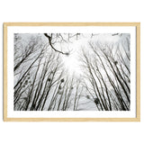 Bare trees in the winter sky thumbnail