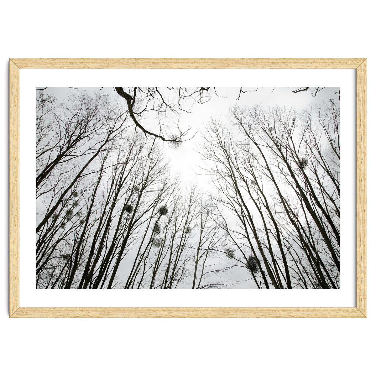 Bare trees in the winter sky