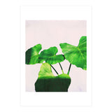 Taro Dimensionality (Print Only) thumbnail