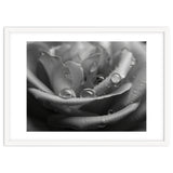 Ethereal Monochromatic Rose Petal Macro thumbnail