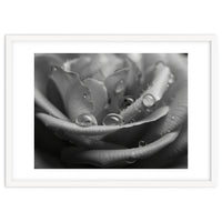 Ethereal Monochromatic Rose Petal Macro