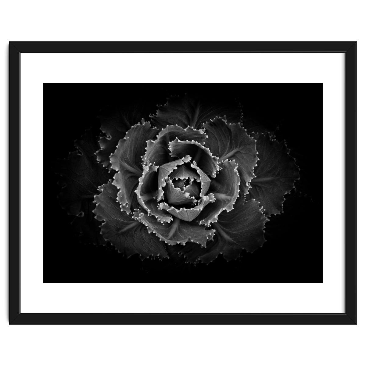 Backyard Flowers In Black And White No 101