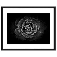 Backyard Flowers In Black And White No 101
