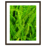 Green Ferns thumbnail