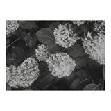 Hydrangeas | Black & White Landscape (Print Only) thumbnail