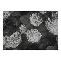 Hydrangeas | Black & White Landscape (Print Only)