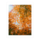 Autumn Leaves (Print Only) thumbnail