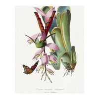 Paul Gervais – Hummingbird Painting (1842) (Print Only)