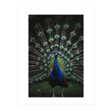 Peacock Portrait Photography (Print Only) thumbnail