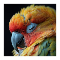 Close Up Of A Sleeping Sun Conure Parrot (Print Only)