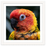 Sun Conure Parrot Bird With Water Droplets thumbnail