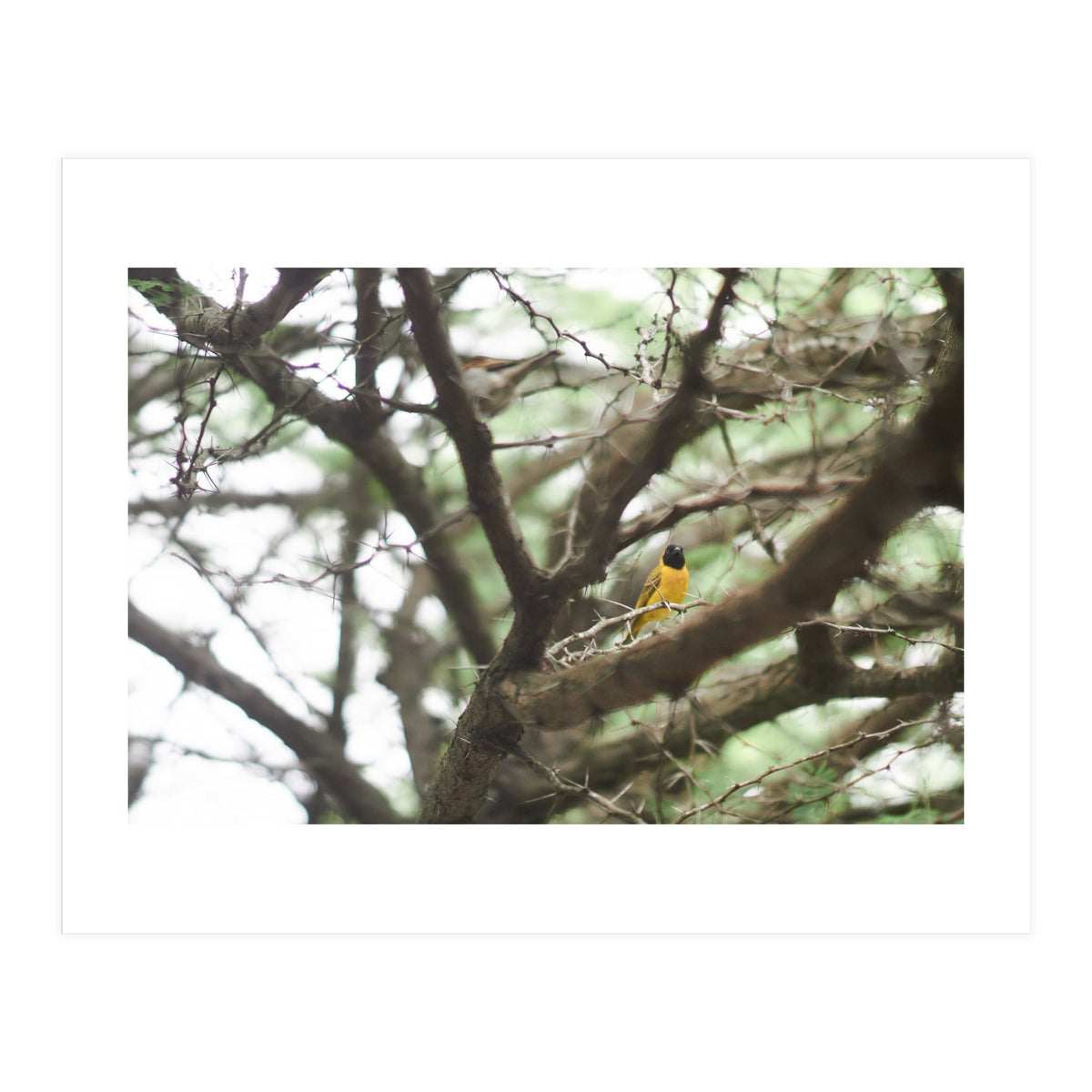 Mini sun (Print Only)