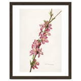 Royal Charles Steadman – Peach (Prunus persica) (1924) thumbnail