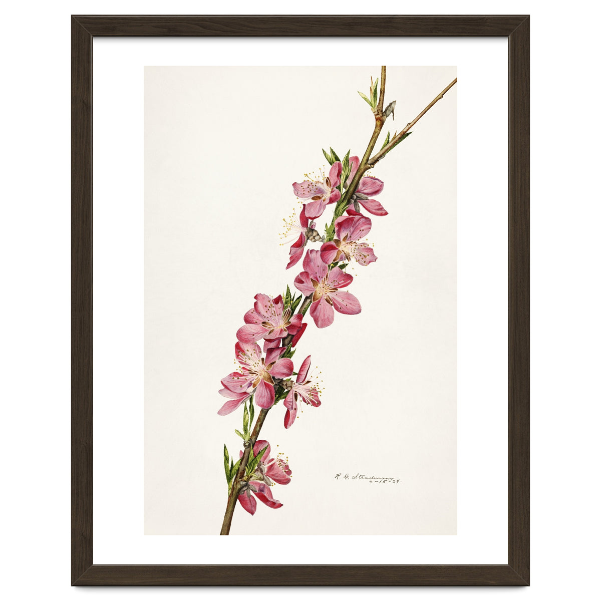 Royal Charles Steadman – Peach (Prunus persica) (1924)