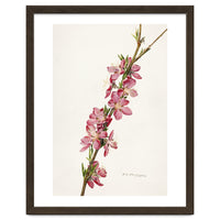 Royal Charles Steadman – Peach (Prunus persica) (1924)
