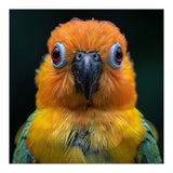 Close Up Sun Conure Parrot Portrait Eyes (Print Only) thumbnail