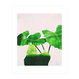 Taro Dimensionality (Print Only) thumbnail