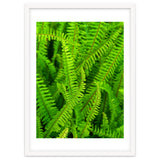 Green Ferns thumbnail