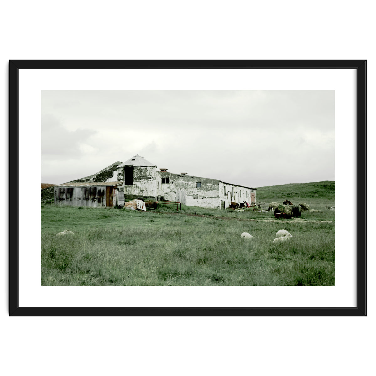Sheep with a farmhouse - Iceland
