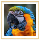 Close Up Portrait Of A Blue And Gold Macaw Parrot thumbnail