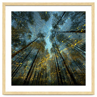 Enchanted Night Forest with Glowing Fireflies