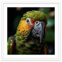 Close Up Of A Colorful Macaw Parrot Face