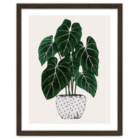 Philodendron Plant