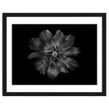 Backyard Flowers In Black And White 22 thumbnail
